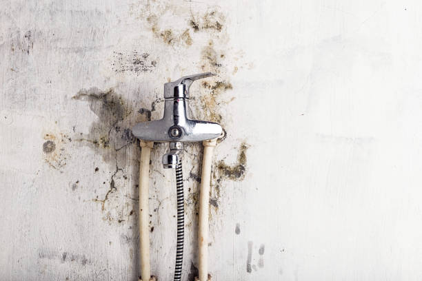 Best Local Mold Removal Service  in Clay City, IN