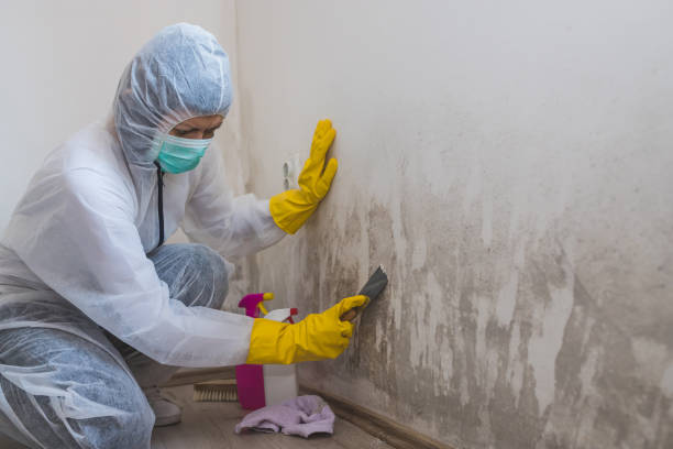 Professional Mold Removal in Clay City, IN