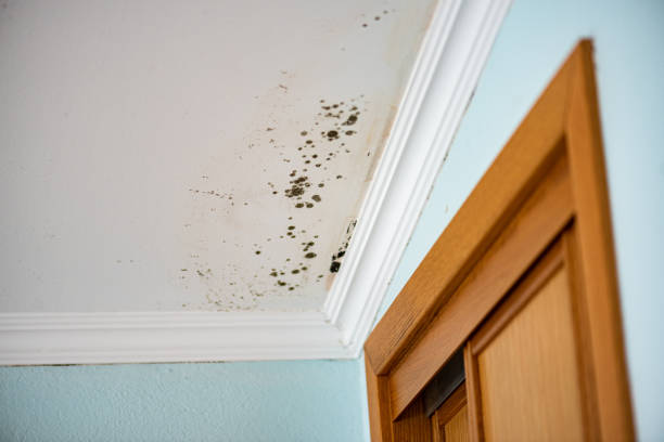 Best Emergency Mold Removal  in Clay City, IN