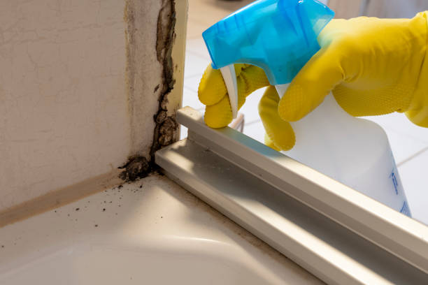 Best Mold Cleaning Services  in Clay City, IN