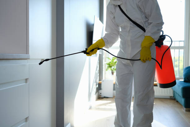 Best Attic Mold Removal  in Clay City, IN