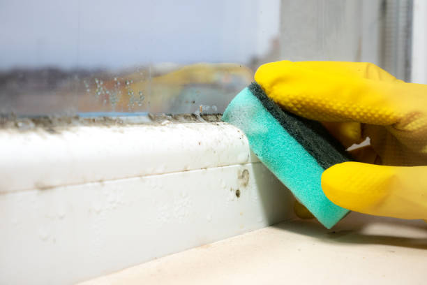 Best Home Mold Removal  in Clay City, IN