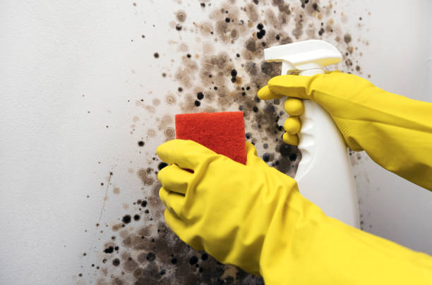 Best Certified Mold Removal  in Clay City, IN