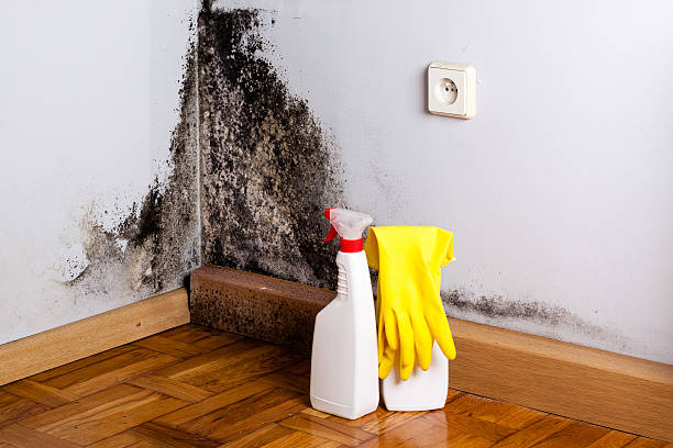 Home Mold Removal in Clay City, IN