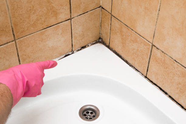 Best Crawl Space Mold Removal  in Clay City, IN