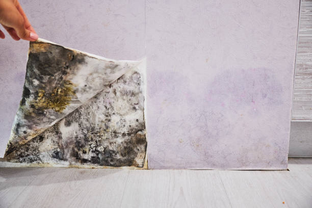 Best Residential Mold Removal  in Clay City, IN